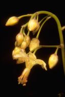 Image of White inside-out-flower