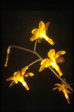 Image of golden insideout flower