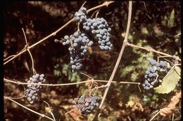 Image of California wild grape