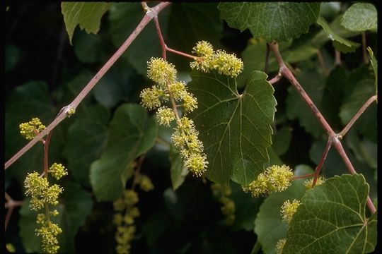 Image of California wild grape