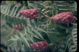 Image of staghorn sumac