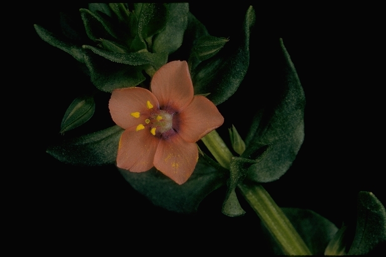 Image of Anagallis