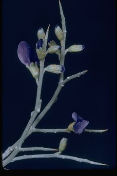 Sivun Psorothamnus spinosus (A. Gray) Barneby kuva