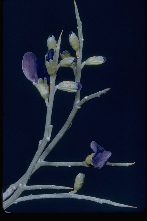 Sivun Psorothamnus spinosus (A. Gray) Barneby kuva