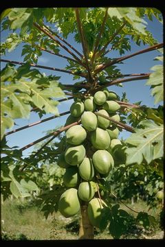 Image of papaya