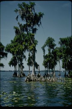 Image of Bald Cypress