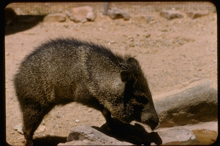 Image of collared peccary