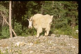 Image of Mountain Goat