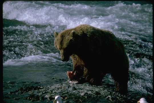 Image of Brown Bear