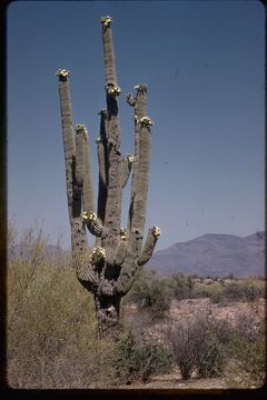 Plancia ëd Carnegiea gigantea (Engelm.) Britton & Rose