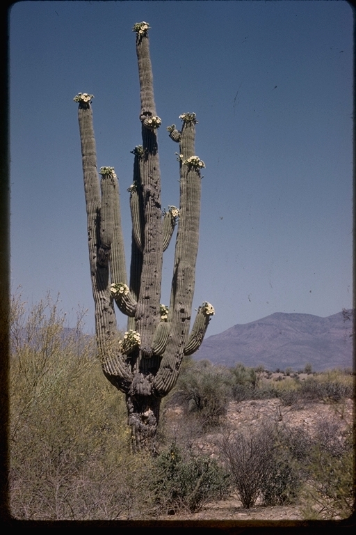 Plancia ëd Carnegiea gigantea (Engelm.) Britton & Rose