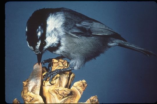 Image of Mountain Chickadee