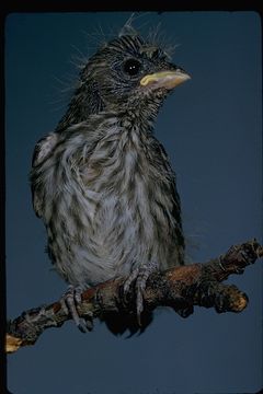 Image of House Finch