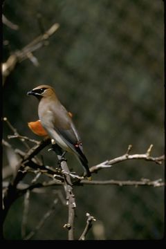 Image of Cedar Waxwing