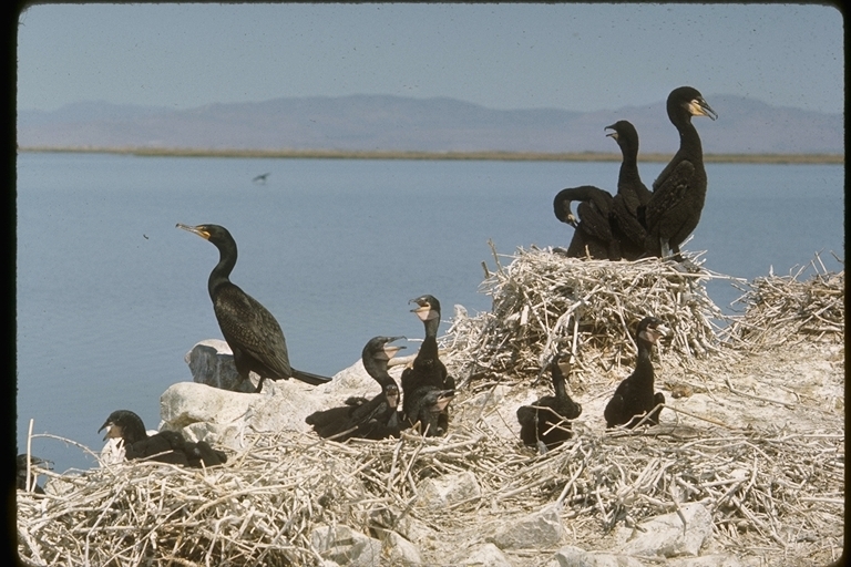 Imagem de Phalacrocorax auritus (Lesson & R 1831)