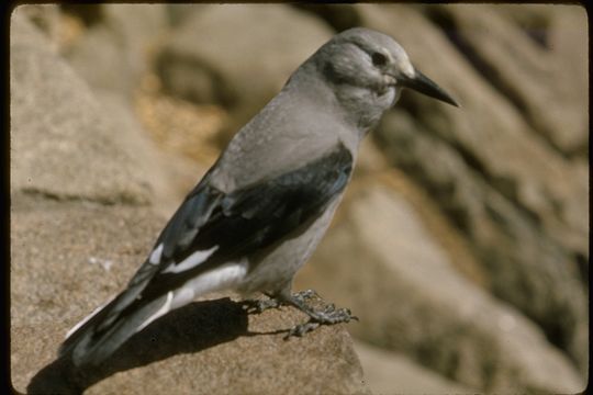 Image of Clark's Nutcracker