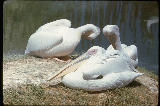 Image of Great White Pelican