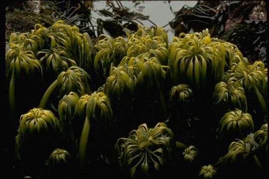 Image of Postelsia palmaeformis