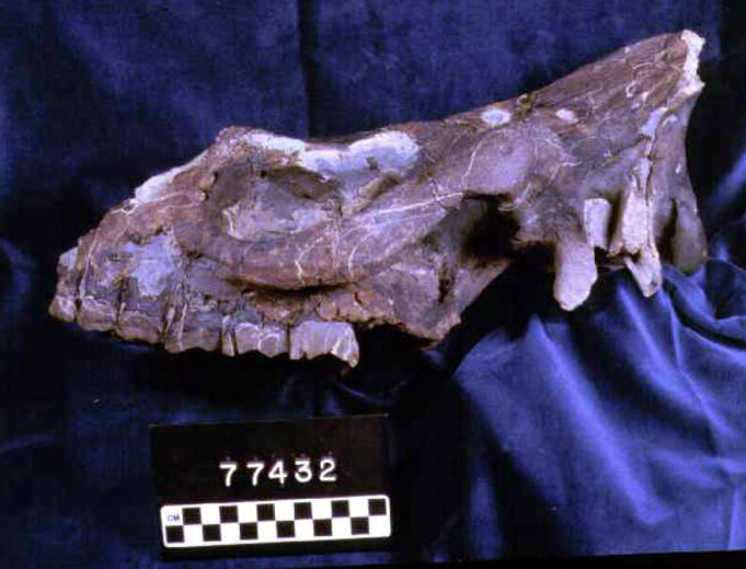 Image de Diceratherium