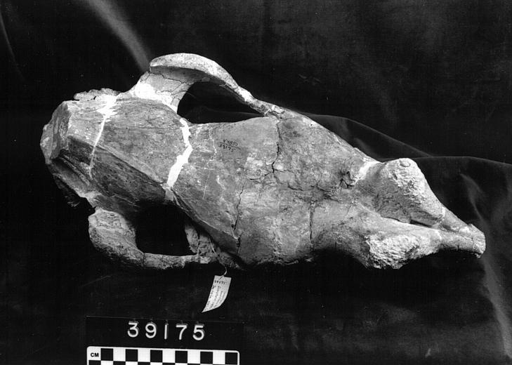 Image of Diceratherium