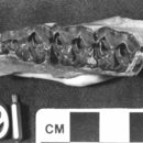 Image of Miohippus