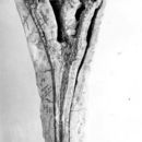 Image de <i>Pseudopalatus pristinus</i>