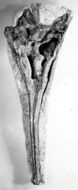 Image de <i>Pseudopalatus pristinus</i>