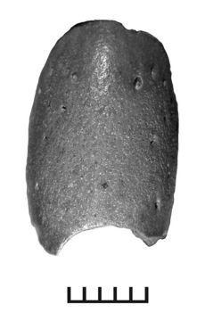 Image of Psittaciformes