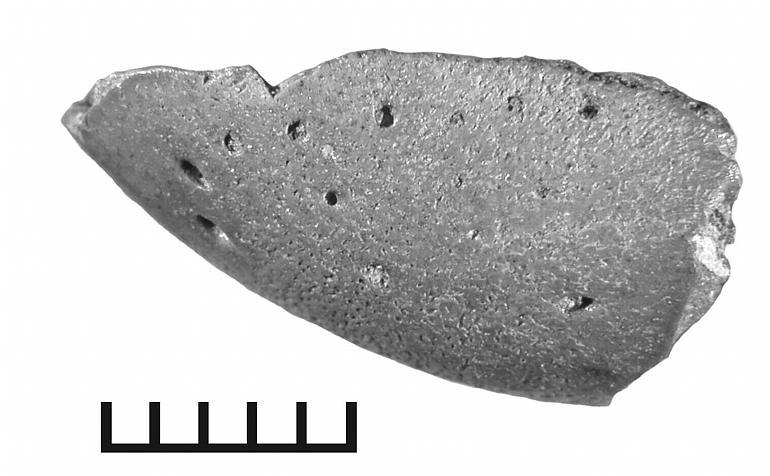 Image of Psittaciformes