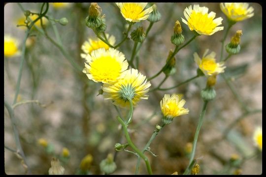 Image of woolly desertdandelion