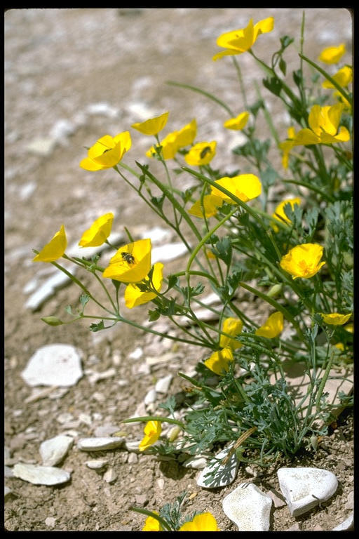 Image of San Benito poppy