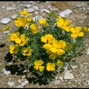 Image of San Benito poppy