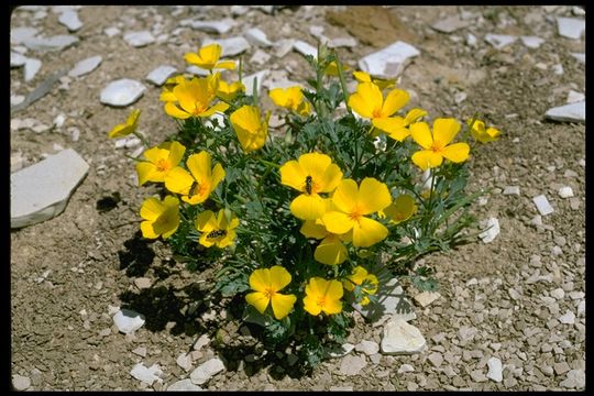 Image of San Benito poppy