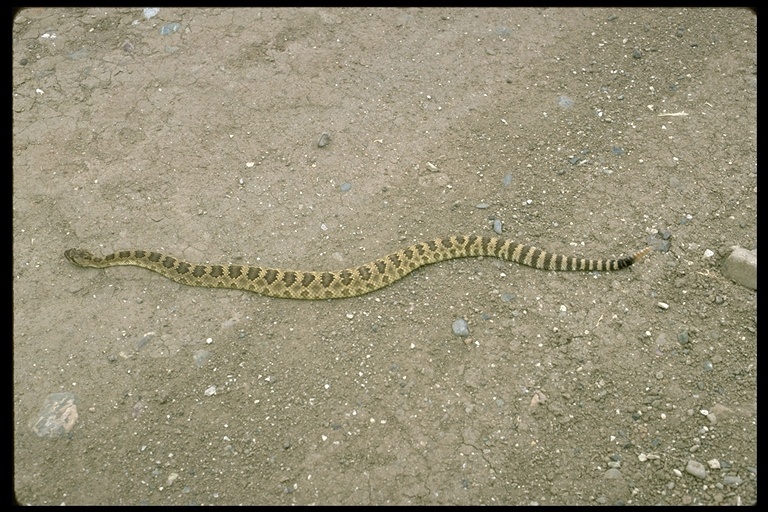 Image of Crotalus oreganus oreganus Holbrook 1840