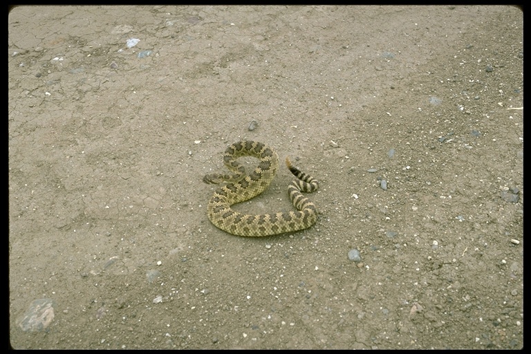 Image of Crotalus oreganus oreganus Holbrook 1840