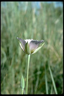 Calochortus striatus Parish resmi