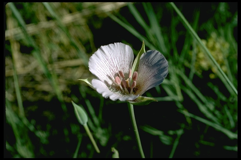 Image of alkali mariposa lily