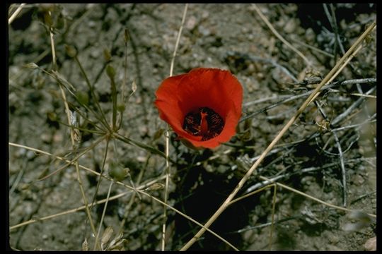 Imagem de Calochortus kennedyi Porter