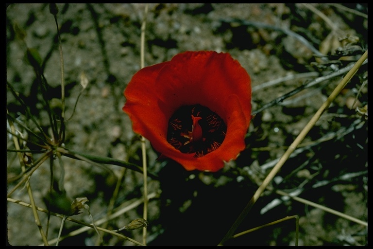 Imagem de Calochortus kennedyi Porter