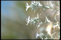 Imagem de <i>Eriastrum densifolium</i> ssp. <i>mohavense</i>