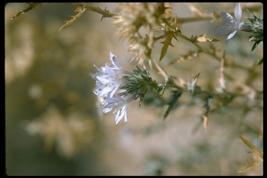 Imagem de <i>Eriastrum densifolium</i> ssp. <i>mohavense</i>