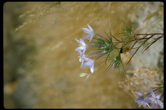 Image of Tehachapi woollystar