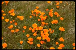 Imagem de Eschscholzia californica Cham.