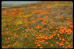 Imagem de Eschscholzia californica Cham.