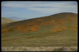 Imagem de Eschscholzia californica Cham.