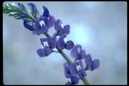 Image of purple desert lupine