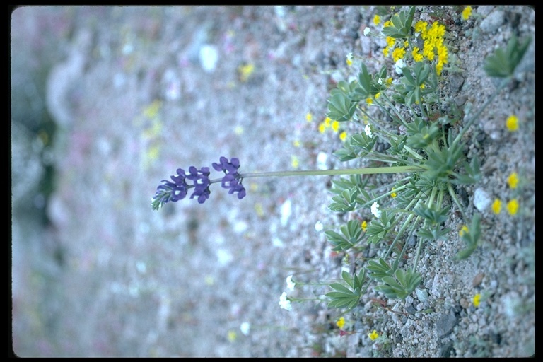 Image of purple desert lupine