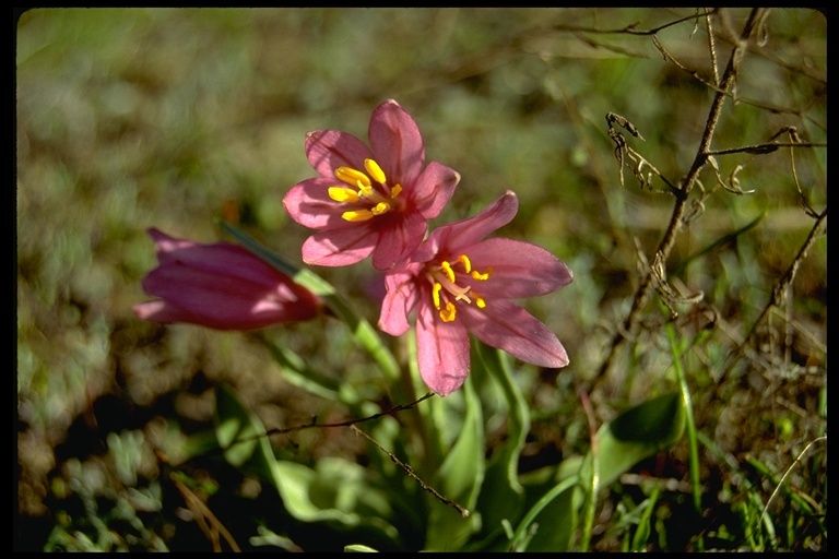 Image of adobe lily