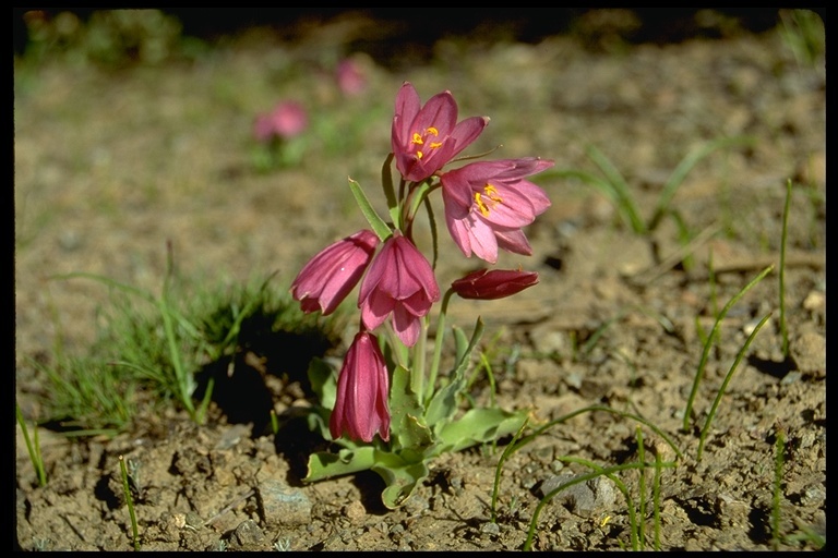 Image of adobe lily