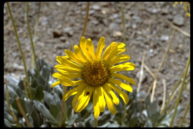 Image of Panamint daisy